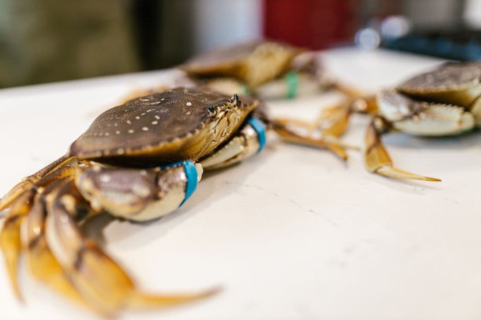 Live Dungeness crabs with banded claws on a white fishmonger's counter, showing the broad oval brown shell