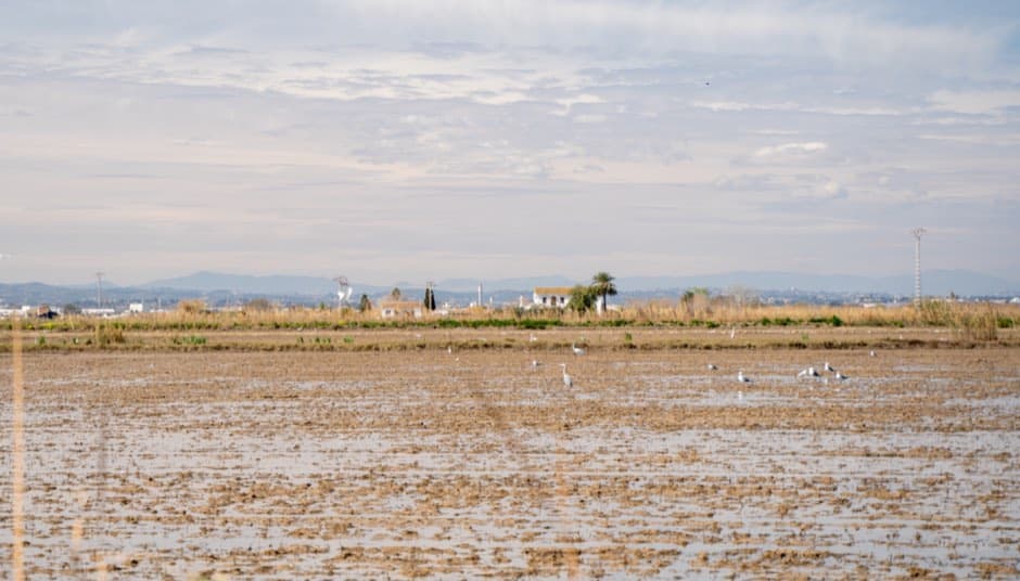 Flooded rice fields in the Albufera wetlands near Valencia, with gray herons and gulls in the shallow water and a white farmhouse and palm tree on the horizon